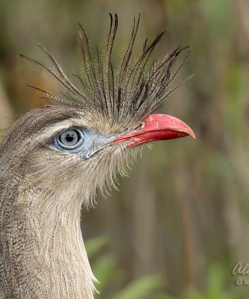 A_ChunaPatasRojas2_ElFuerte_19Oct2017_1200