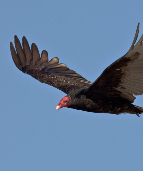 Cathartes_aura_-Morro_Bay_California_USA_-flying-8b-scaled