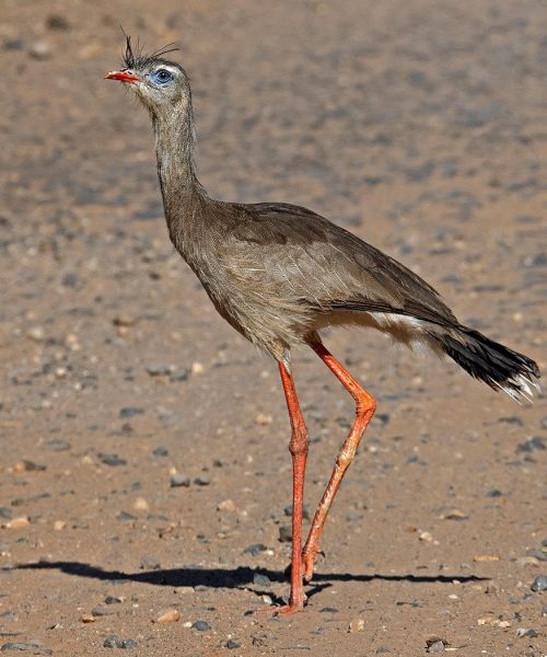 chuna-patirroja-red-legged-seriema--0000013417_1400